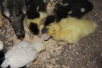 post-85461-0-44425000-1355228276_thumb.j