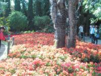 post-95995-0-17760800-1355549784_thumb.j