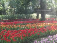 post-95995-0-79789400-1355549529_thumb.j