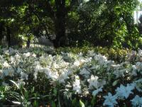 post-95995-0-96772100-1355549603_thumb.j