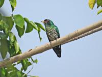 post-12069-0-16705200-1388380527_thumb.j