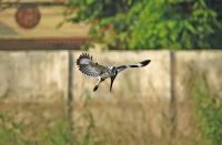 post-12069-0-18948300-1387535011_thumb.j