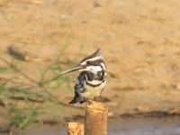 post-12069-0-37077900-1387534861_thumb.j