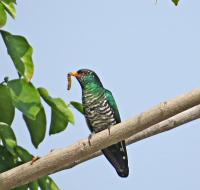 post-12069-0-38098400-1388380444_thumb.j