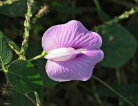 post-12069-0-55989200-1386021631_thumb.j