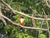 post-12069-0-62912800-1386217474_thumb.j