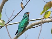 post-12069-0-73410000-1388380606_thumb.j