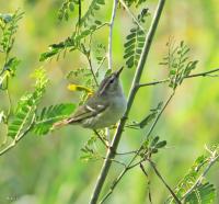 post-12069-0-74277400-1386461897_thumb.j