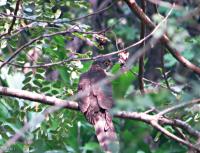 post-12069-0-96340200-1387973436_thumb.j