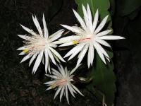 post-146250-0-12024900-1388025725_thumb.