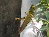 post-146250-0-25993000-1388025971_thumb.