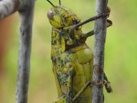 post-146250-0-50617700-1388025949_thumb.