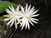 post-146250-0-65588000-1388025674_thumb.