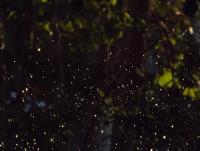 post-185776-0-03573100-1387700872_thumb.