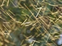 post-185776-0-08504200-1387700973_thumb.