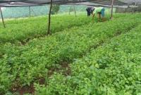 post-185776-0-16729600-1385899526_thumb.