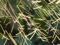 post-185776-0-34382500-1387700986_thumb.