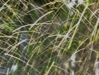 post-185776-0-80821100-1387701051_thumb.