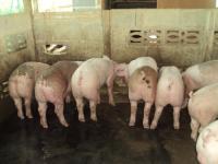 post-32351-0-21979800-1387132493_thumb.j