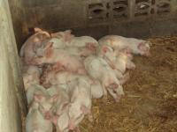 post-32351-0-43488300-1385887566_thumb.j