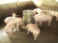 post-32351-0-46883300-1386490356_thumb.j