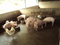 post-32351-0-86540800-1386490369_thumb.j