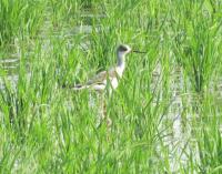 post-59731-0-32646000-1387511293_thumb.j