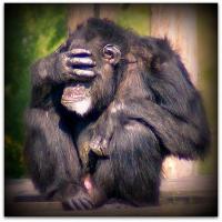 post-63974-0-98451700-1386345360_thumb.j