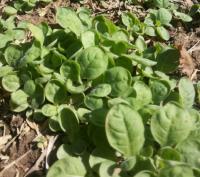 post-70928-0-14992200-1386179928_thumb.j