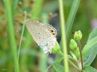 post-12069-0-09714400-1419129907_thumb.j