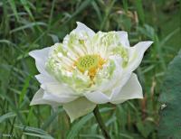 post-12069-0-22882000-1419246853_thumb.j