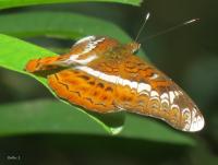 post-12069-0-32587300-1418190976_thumb.j