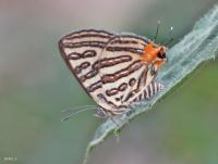 post-12069-0-40337800-1417584767_thumb.j