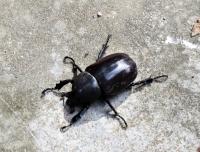 post-12069-0-43127600-1419851157_thumb.j