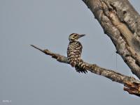 post-12069-0-43570900-1418293547_thumb.j