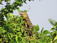 post-12069-0-44367400-1419245700_thumb.j