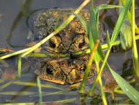 post-12069-0-44540800-1417410698_thumb.j