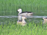 post-12069-0-95893400-1418471573_thumb.j