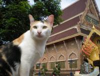 post-168132-0-46089700-1417790033_thumb.