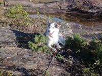 post-175700-0-58844400-1417922796_thumb.