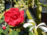 post-190508-0-12667700-1420003767_thumb.