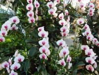 post-195003-0-59949300-1417778840_thumb.