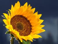 post-227512-0-93047000-1418858588_thumb.