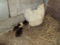 post-32351-0-02757400-1418635604_thumb.p