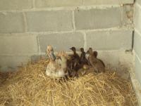 post-32351-0-09545900-1419420076_thumb.j