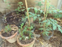 post-32351-0-10567700-1418636088_thumb.p