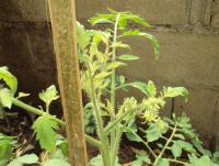 post-32351-0-16235700-1419420254_thumb.j