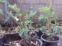 post-32351-0-61040000-1419420228_thumb.j