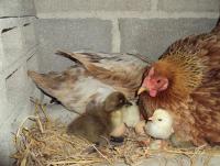 post-32351-0-64794000-1419420278_thumb.j