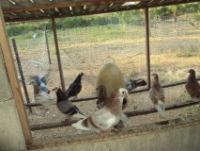 post-32351-0-72528400-1418636299_thumb.p